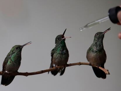 Una mujer alimenta colibríes que rescató, en Ciudad de México, en agosto de 2023.