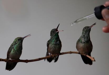 Colibríes