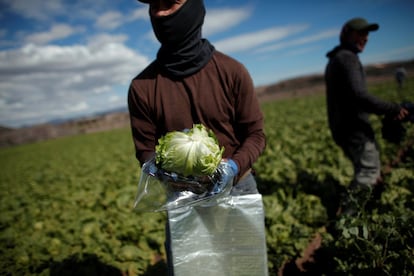 Un trabajador envuelve una lechuga del tipo iceberg en una plantación de lechugas en Pulpi (Almería).