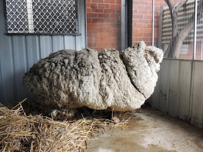 Al esquilar al carnero de raza merino de unos 6 años (y nunca esquilado), el operativo australiano logró batir incluso el récord de lana esquilada de una sola vez. Nadie sabe todavía que hacía divagando a kilómetros de una granja, donde había sido avistada descarriada durante semanas, rodeada por canguros.