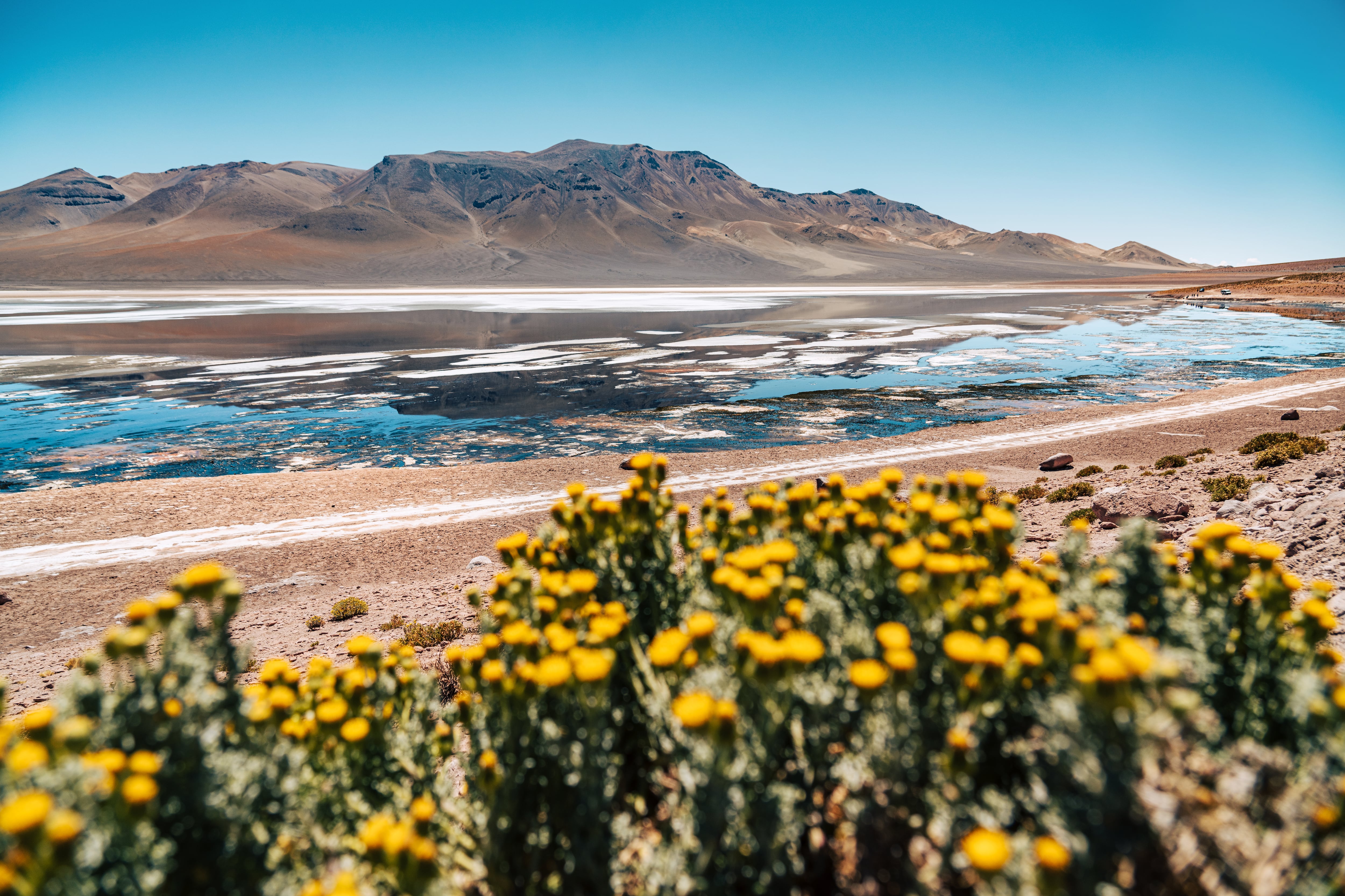 Desierto florido 2026: Atacama se prepara para una de las floraciones más abundantes en 30 años