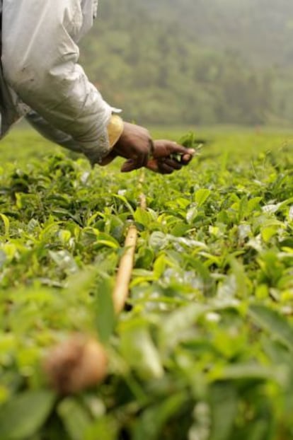 Esta vara de nivelar se utiliza para mantener los campos de cultivo al mismo nivel. Cada trabajador tiene una y debe arrancar las hojas que quedan por encima.