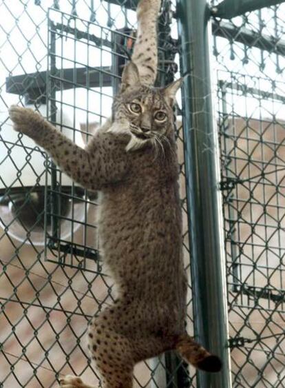 La hembra de lince <b><i>Azahar</b></i>, ayer tras su llegada al nuevo centro de cría de Silves (Portugal).