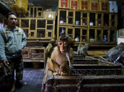 'La trastienda' muestra a un macaco cola de cerdo encadenado y expuesto para triste atracción en un mercado de pájaros de Indonesia. Estos monos son primates sociales y muy energéticos que suelen agruparse en manadas numerosas en los bosques del sureste asiático. Conforme se destruyen sus hábitats naturales, suelen arrasar los cultivos y se los mata como si de una plaga se tratase, señala el comunicado de los premios 'Wildlife Photographer of the Year'. La images es la ganadora en la categoría de "Historias de fotoperiodismo".