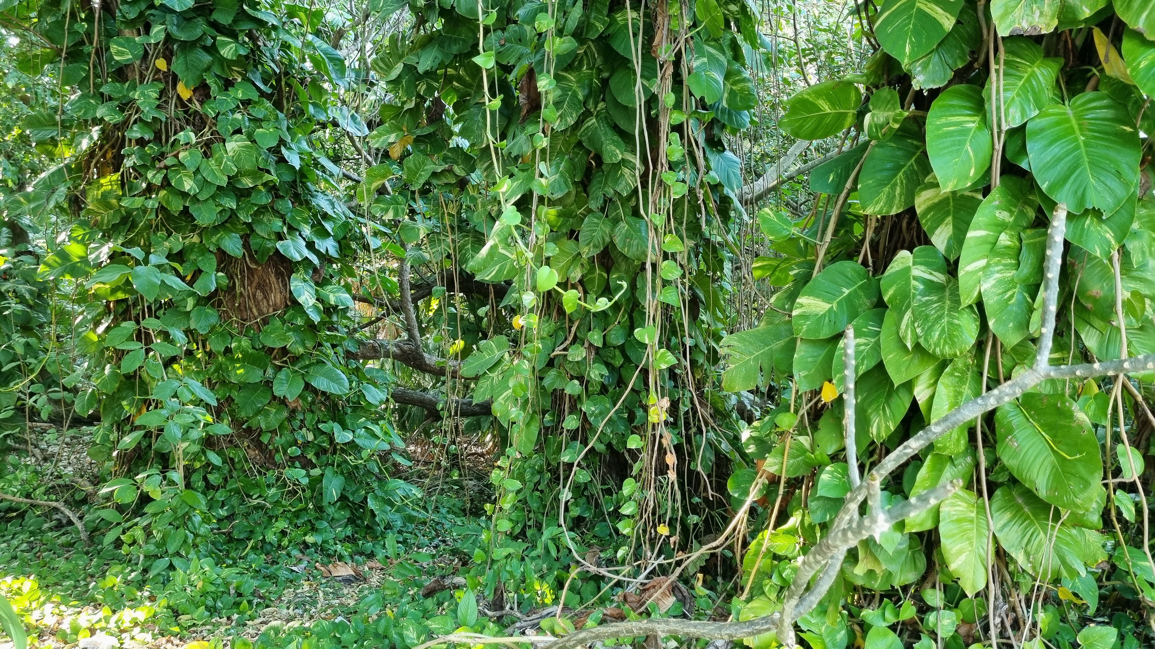 Los secretos del poto, la planta todoterreno que sobrevive incluso en la oficina 