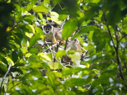 La Reserva Mamirauá tiene una gran densidad de especies de animales, como el ‘mono oloroso’ de la fotografía, que se impregna de su propia orina al parecer para protegerse de los numerosos insectos.