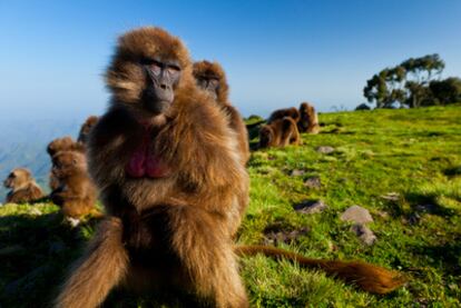 El hogar de los gelada (<i>Theropithecus gelada</i>, en la foto), cuyo hábitat se circunscribe a las praderas de las montañas Simien, Etiopía