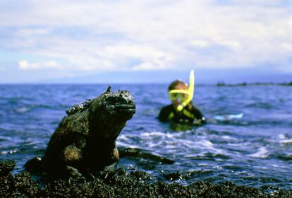 Un buceador observa desde el agua a una iguana marina ('amblyrhynchus cristatus'), especie endémica de las Galápagos.