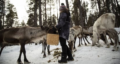 Una niña sami da de comer liquen a los renos que su familia cria en la cooperativa de Mudsjävri, en Laponia (Finlandia) el 10 de abril de 2019.