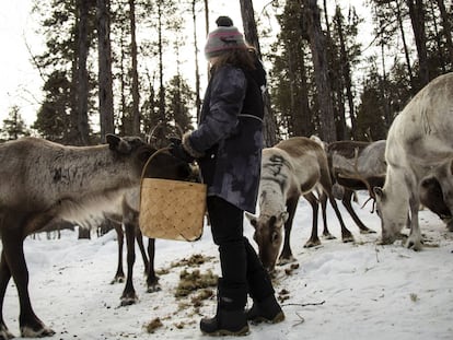 Una niña sami da de comer a un grupo de renos en Laponia (Finlandia).