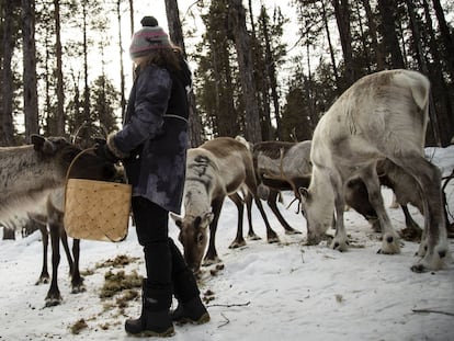 Una niña sami da de comer liquen a los renos que su familia cria en la cooperativa de Mudsjävri, en Laponia (Finlandia) el 10 de abril de 2019.