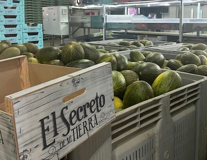 Imagen de los melones El Secreto de mi Tierra.