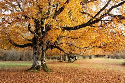 Otoño en el parque natural de Urbasa y Andía.