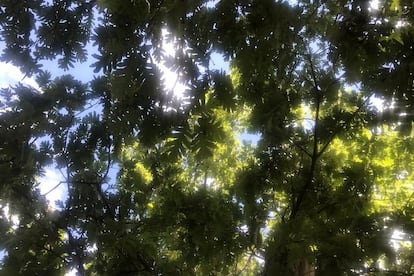 Vistas al cielo desde la sombra de un árbol.