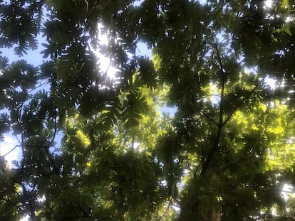 Vistas al cielo desde la sombra de un árbol.