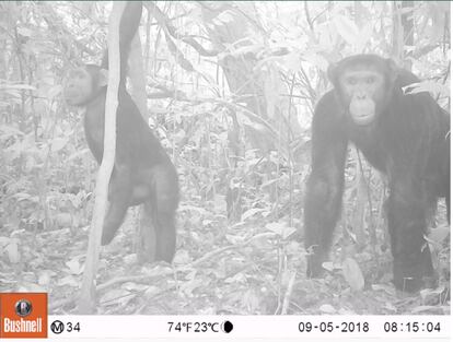 Chimpancés fotografiados por una cámara trampa en el paisaje de la Reserva de la Biosfera de Yangambi. Dicho paisaje abarca unos 750 kilómetros cuadrados en el norte de la RDC, incluyendo la Reserva y sus alrededores.