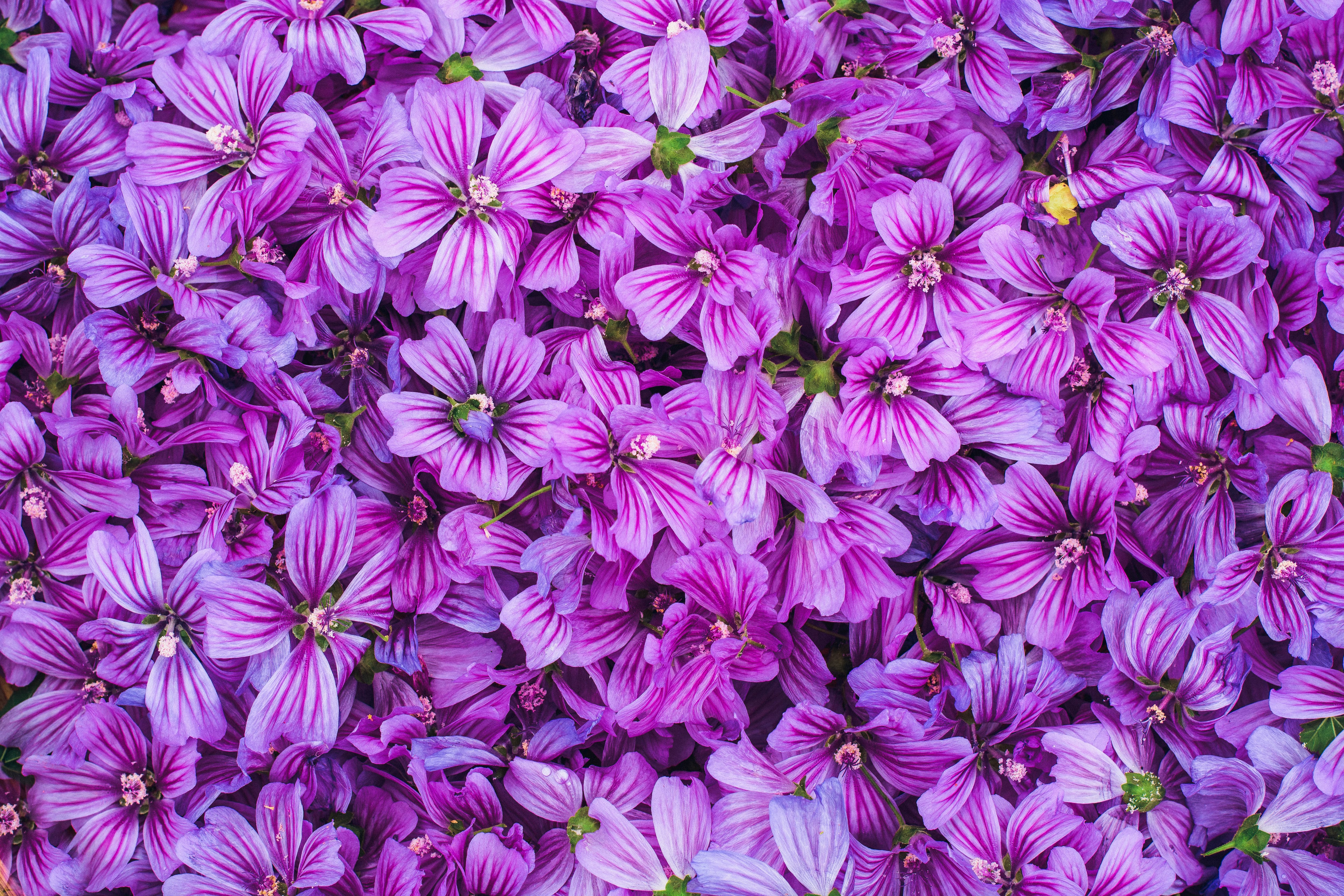 La malva y la magia de la espontaneidad de una flor con nombre de color