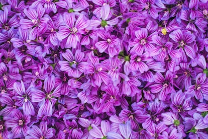 Flores de malva