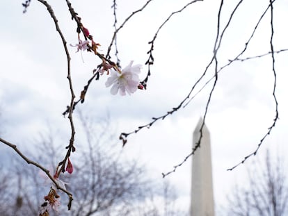 The Washington Monument is seen through cherry blossoms on the National Mall in Washington, U.S., February 21, 2023.