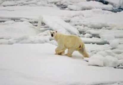 A polar bear walks across the frozen ice of the Arctic Ocean.