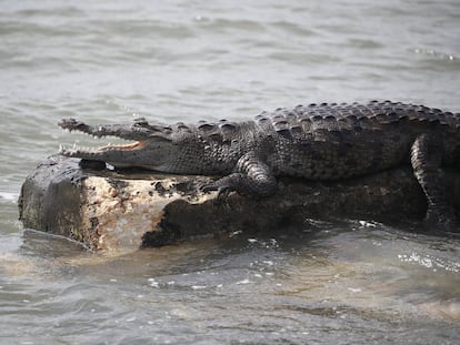 Un cocodrilo sobre una roca. 