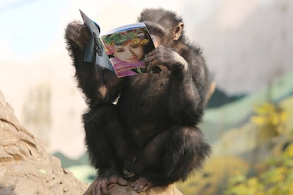 Un chimpancé sostiene una revista en el zoológico de Chongqing en China en 2016.