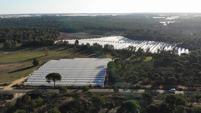 Invernaderos de fresas en fincas ilegales cerca del Parque Nacional de Doñana.