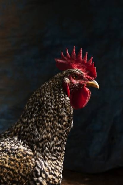 Un gallo de corral.