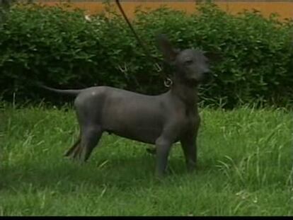 Un perro sin pelo, posible mascota de las hijas de Barack Obama