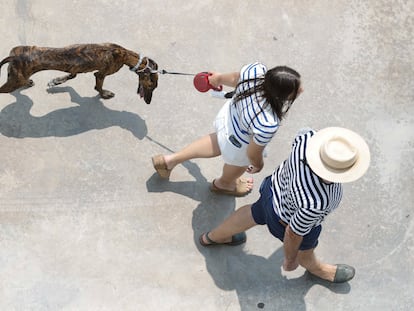 Una pareja pasea a su perro, el martes en Valencia.