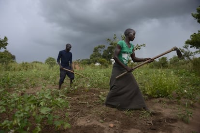 Margaret y su marido Joseph trabajando en el huerto de familiar, en Uganda.