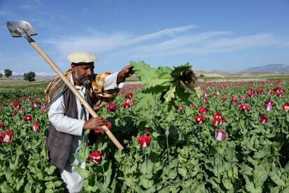 Un campesino afgano en un campo de amapolas, a las afueras de Jalalabad.