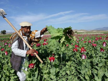 Un campesino afgano en un campo de amapolas, a las afueras de Jalalabad.