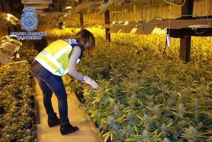 Nave descubierta en Lleida el pasado marzo para la producción de marihuana, con más de 2.300 plantas y 105 focos de alta potencia.
