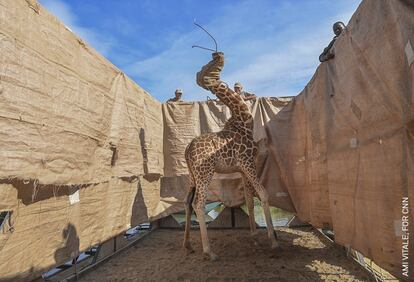 Una jirafa de Rothschild es trasladada a un lugar seguro en una barcaza construida a medida desde una isla inundada de Longicharo, en el lago Baringo, en el oeste de Kenia.