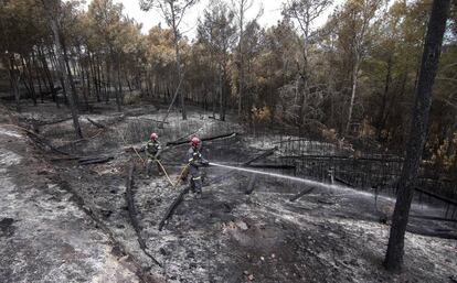 Brigadistas trabajan en Altura, afectada por el incendio forestal declarado el pasado mi&eacute;rcoles. 