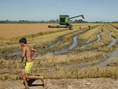 Recolecci&oacute;n de arroz en Sant Jaume d&#039;Enveja. 