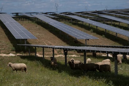 Un rebaño de ovejas pasta bajo las placas solares de la planta fotovoltaica La Solanilla en Trujillo (Cáceres).