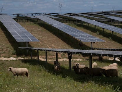 Un rebaño de ovejas pasta bajos las placas solares de la planta fotovoltaica La Solanilla en Trujillo (Cáceres) de la empresa Fotowatio Renewable Ventures (FRV).