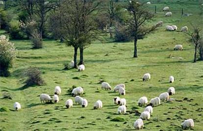 Ovejas pastando en el parque natural de Urbasa, en Navarra. Urbasa se une a Andía y Lóquiz para formar un gran entorno natural.