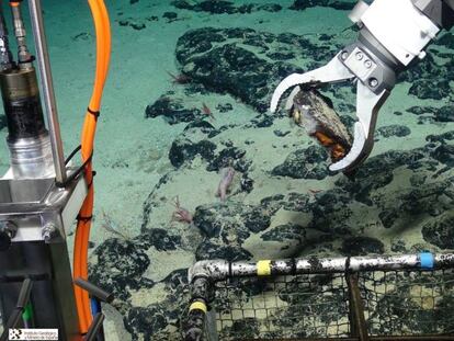 El robot Isis, del Centro Oceanográfico del Reino Unido, recoge muestras en el monte submarino Tropic de las islas Canarias.