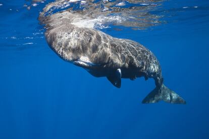 Un cachalote se acerca a la superficie para respirar, en aguas de la isla de Tenerife (Canarias).