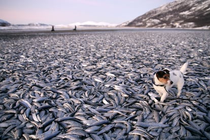 Un perro camina entre arenques en la playa de Kvaenes, Nordreisa, al norte de Noruega. Toneladas de arenques han aparecido muertos en las playas de la región, sin conocerse aún la causa de la muerte masiva. Expertos citados por medios locales aseguran que se ha podido deber a causas tan dispares como las corrientes marinas, la falta de oxigenación en aguas poco profundas o la desembocadura de agua dulce de un río cercano.