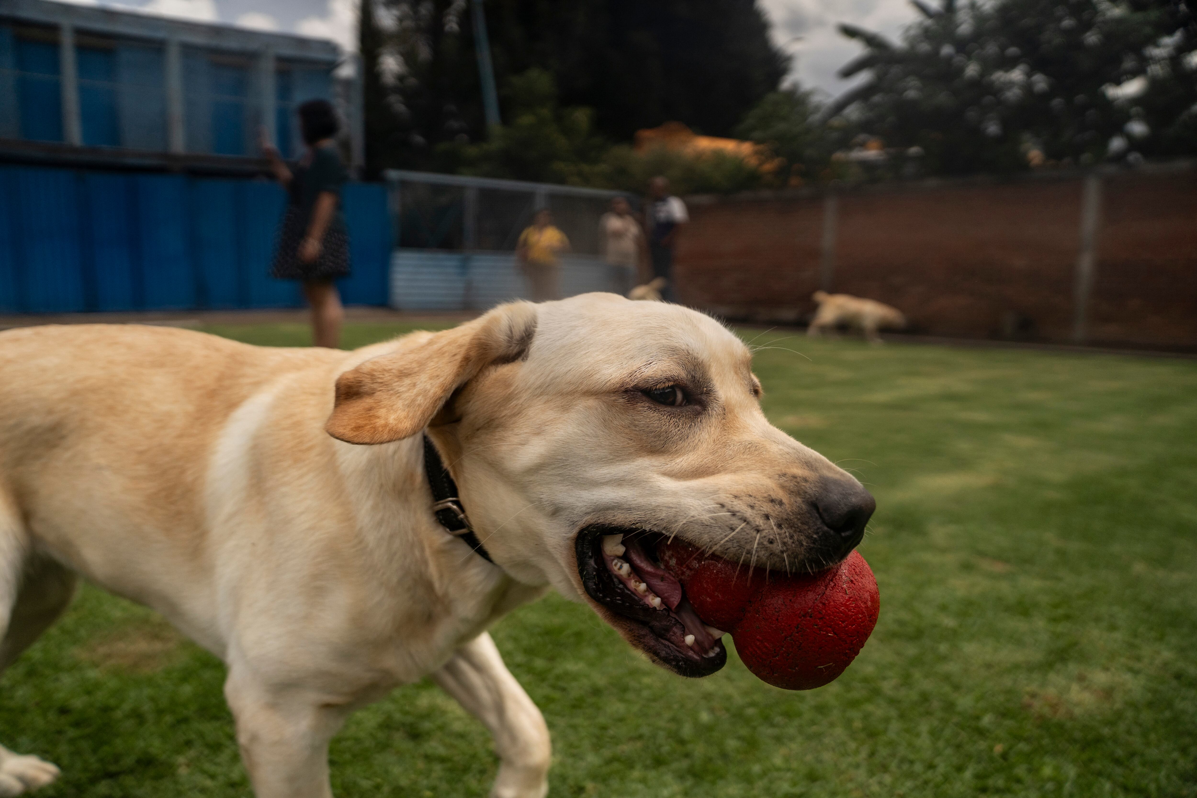 Perros entrenan en la Escuela de perros guía para ciegos, juegan en el patio de la institución, ubicada en Ciudad de México, el 30 de septiembre.