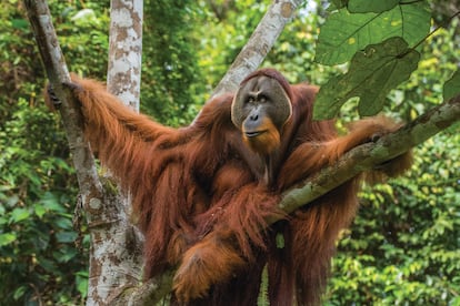El temible macho “Win Gayo”, espera a ser trasladado a los remotos bosques del Parque Nacional de Bukit Tigapuluh (Sumatra, Indonesia).