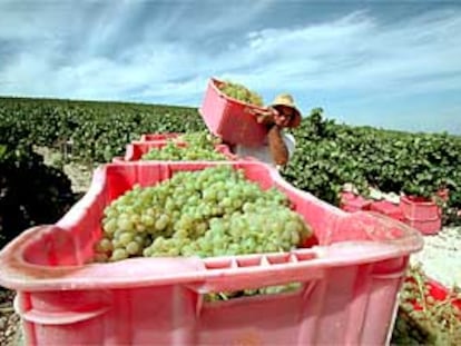 Comienzo de la vendimia, en la viña Dulce Nombre de González Byass en Jerez.