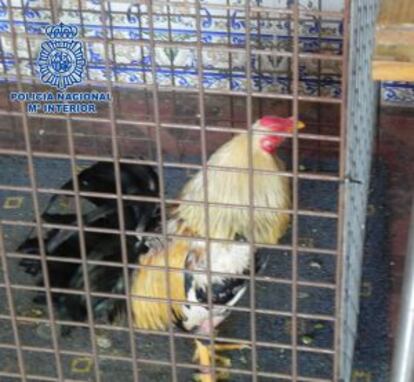 Uno de los animales localizados en el tentadero de Callosa.