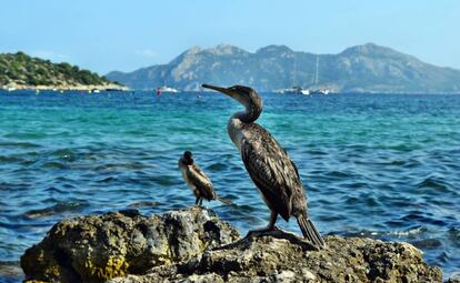 Más de 300 especies de aves sobrevuelan los cielos de las islas. El cormorán abunda en el Parque Natural de s’Albufera des Grau, en Menorca.