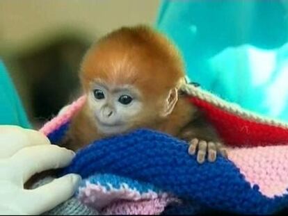 Rechazada por su color de pelo