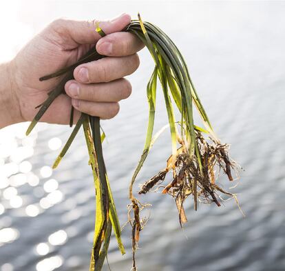 Aspecto de la zostera marina.